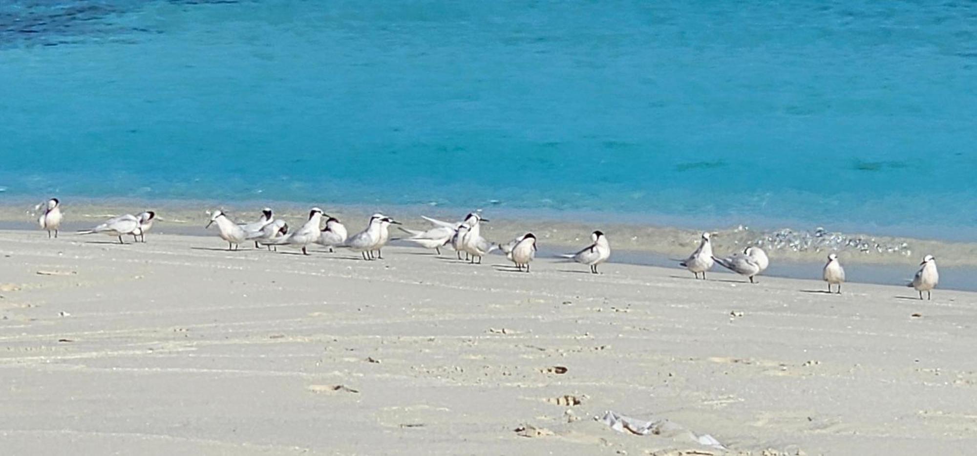 Turtle Maldives - Your Gateway To The Beach & Marine Adventures Await! Omadhoo エクステリア 写真